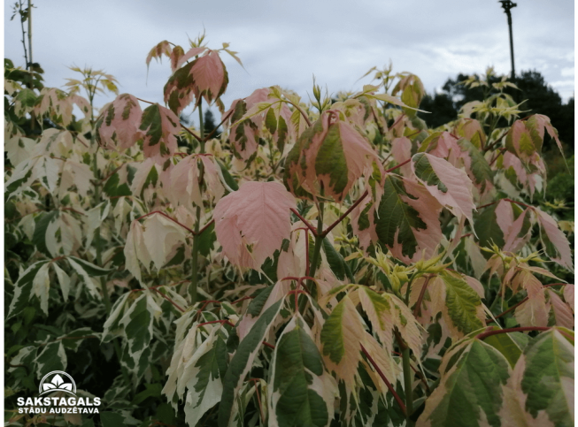 Acer negundo   'Flamingo'